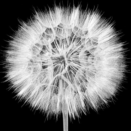 PUSTEBLUME