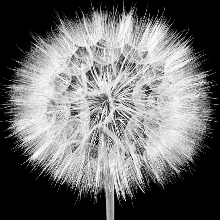 PUSTEBLUME