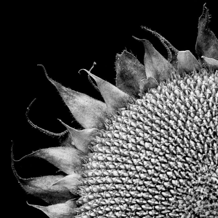 sunflower_2