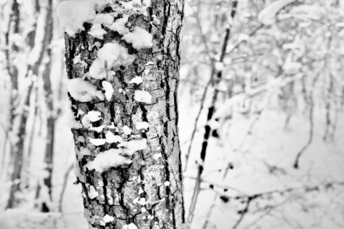 Leithaberg_03