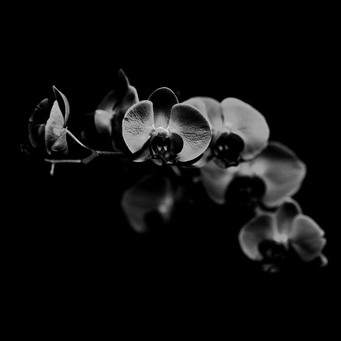 black orchide