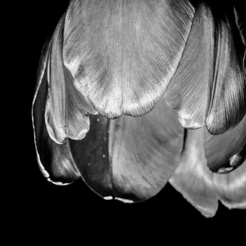 Tulpe