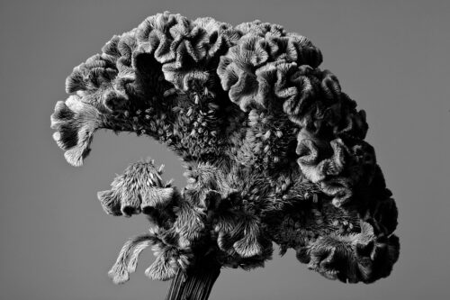 THE BRAIN