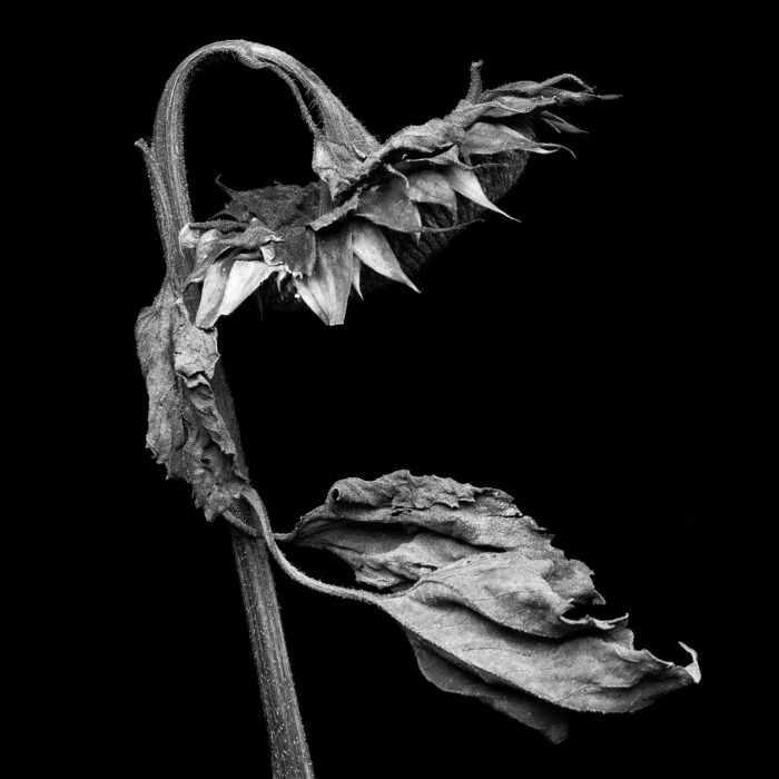 sunflower_1
