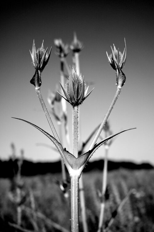Leithaberg_09