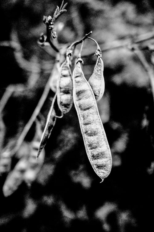 Leithaberg_05