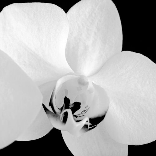 white orchide